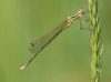 J18_0756 Lestes barbarus male